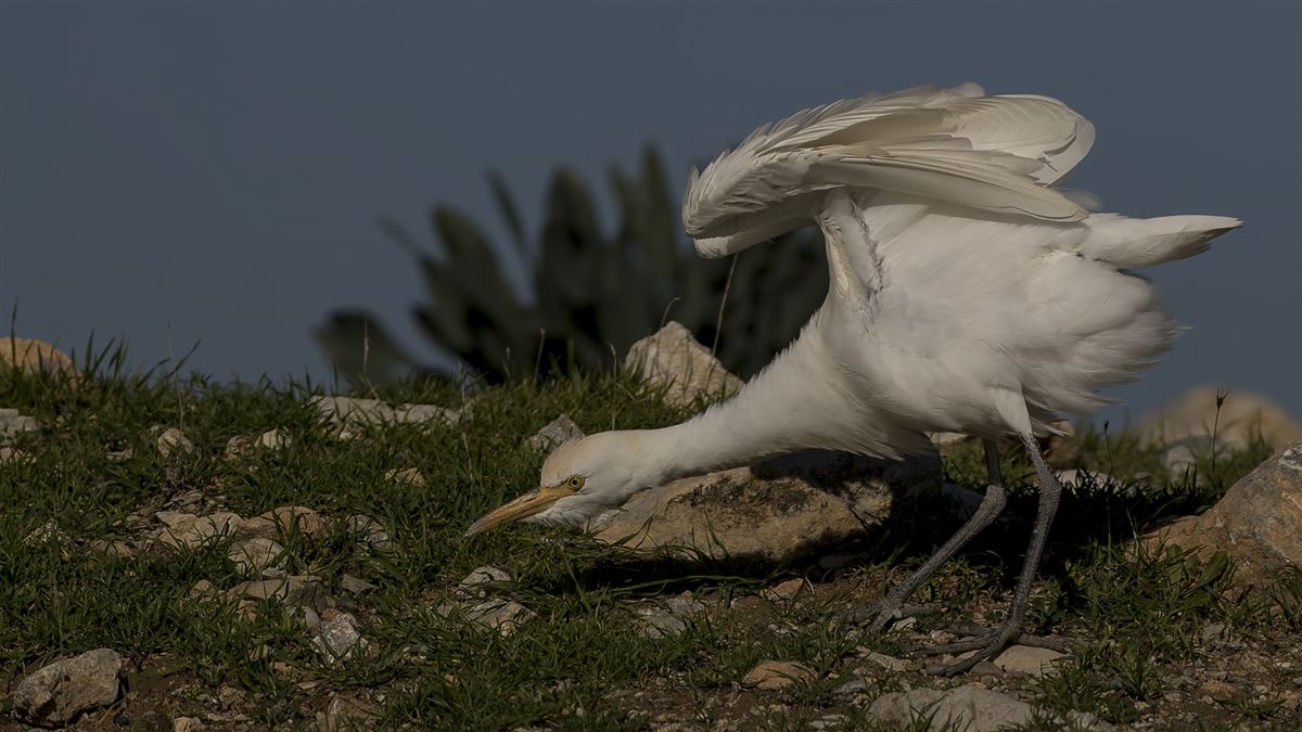 Western Cattle Egret