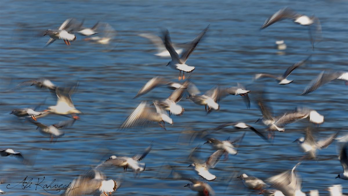 Black-headed Gull