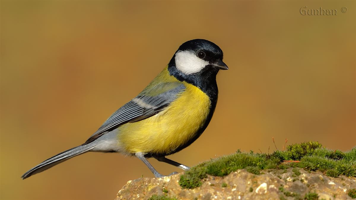 Great Tit