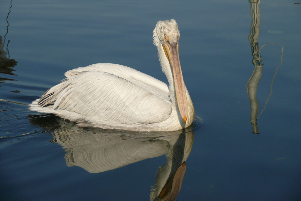 Dalmatian Pelican