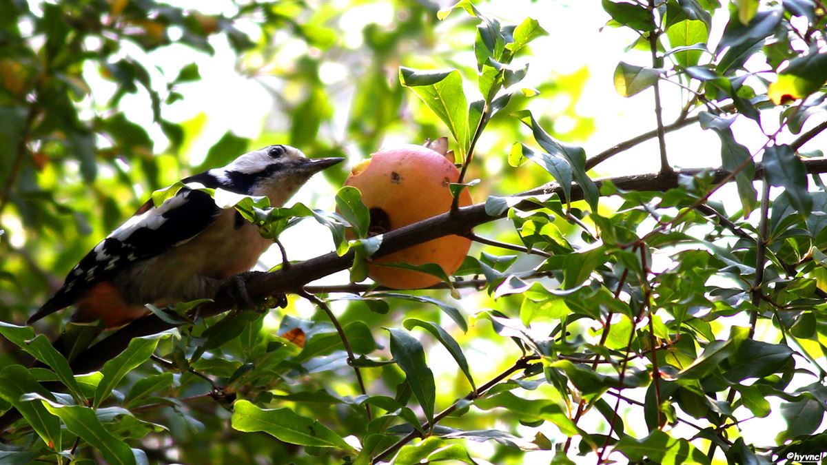 Syrian Woodpecker