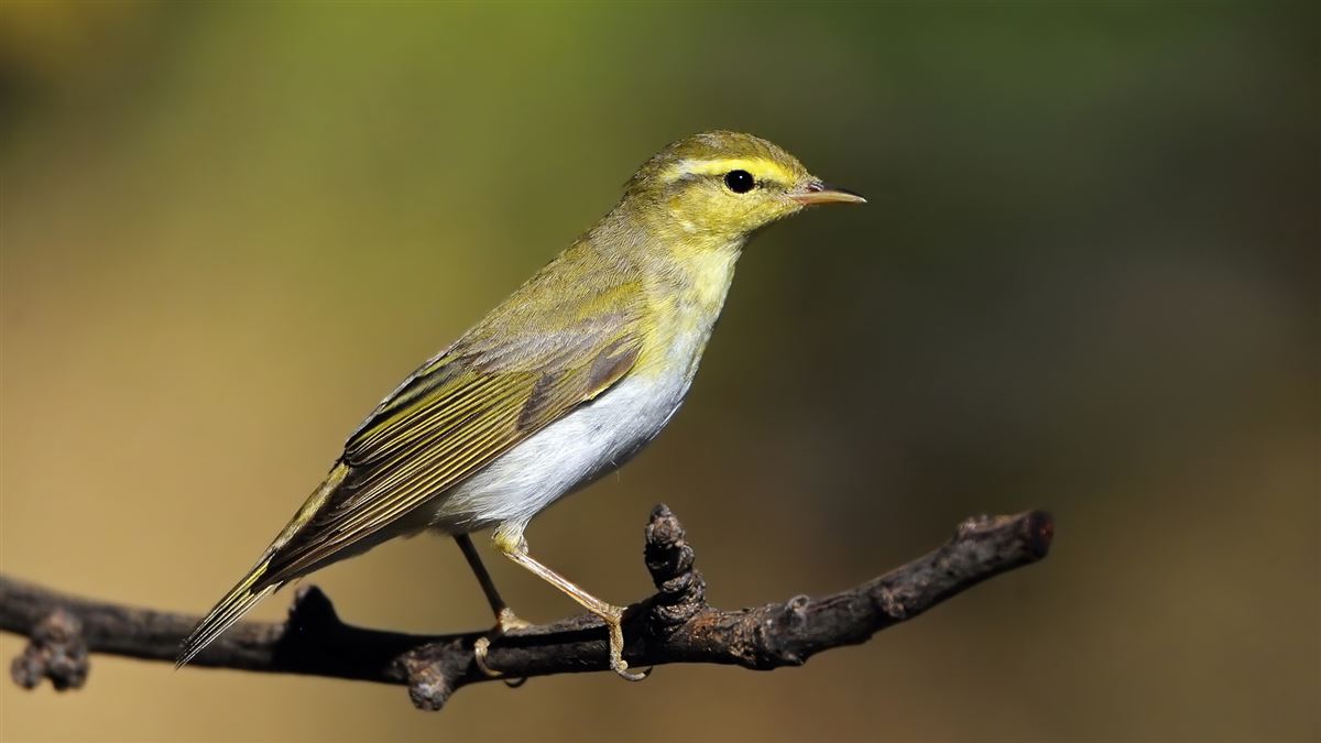 Wood Warbler