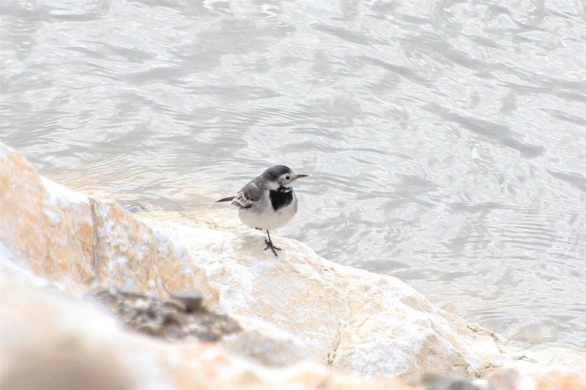 White Wagtail