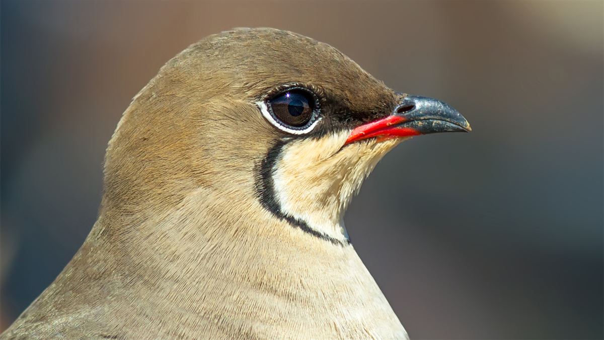 Collared Pratincole