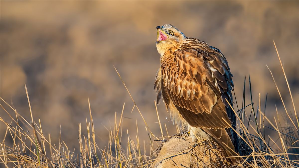 Long-legged Buzzard