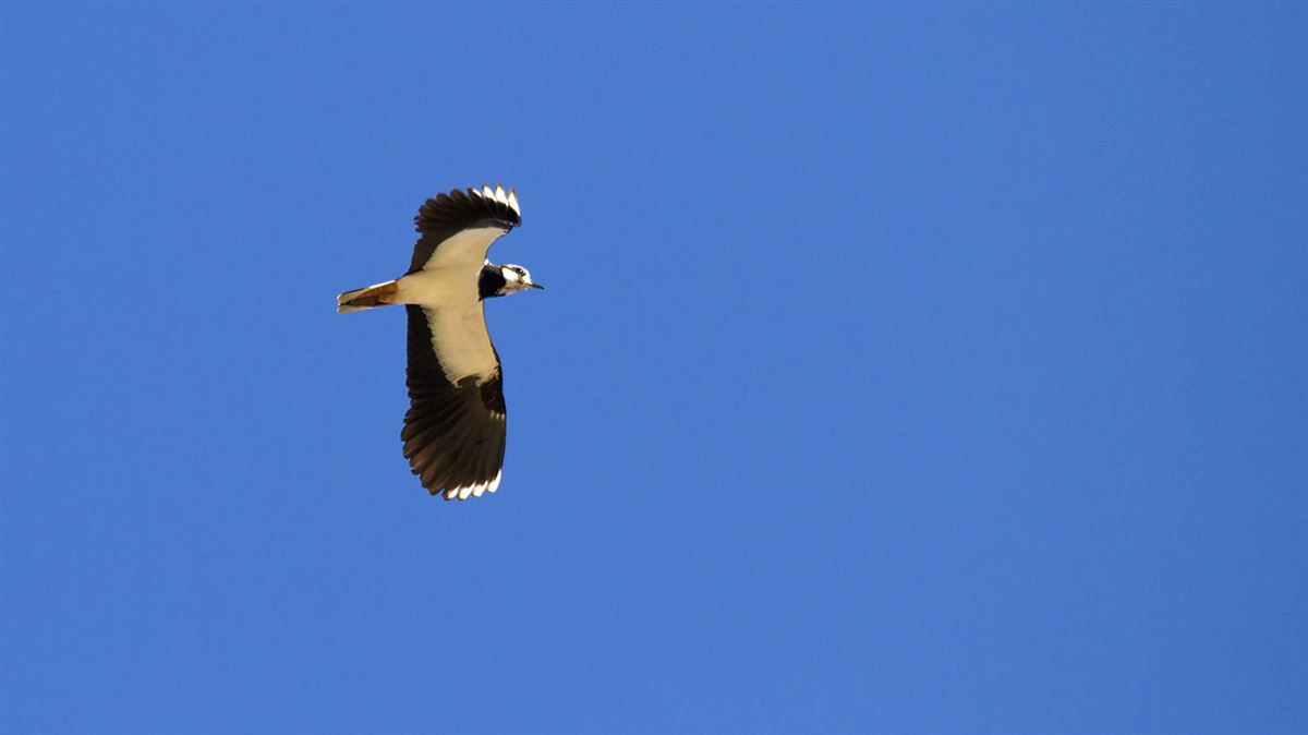 Northern Lapwing