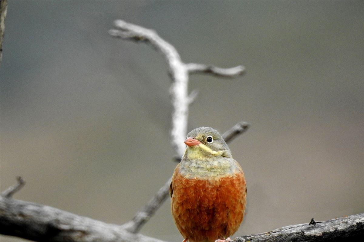 Ortolan Bunting
