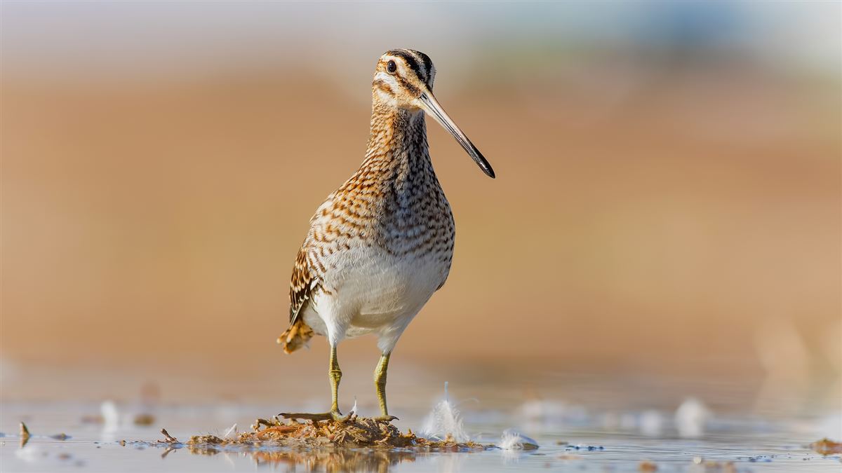 Common Snipe