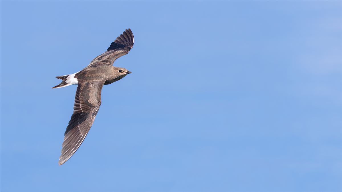 Black-winged Pratincole
