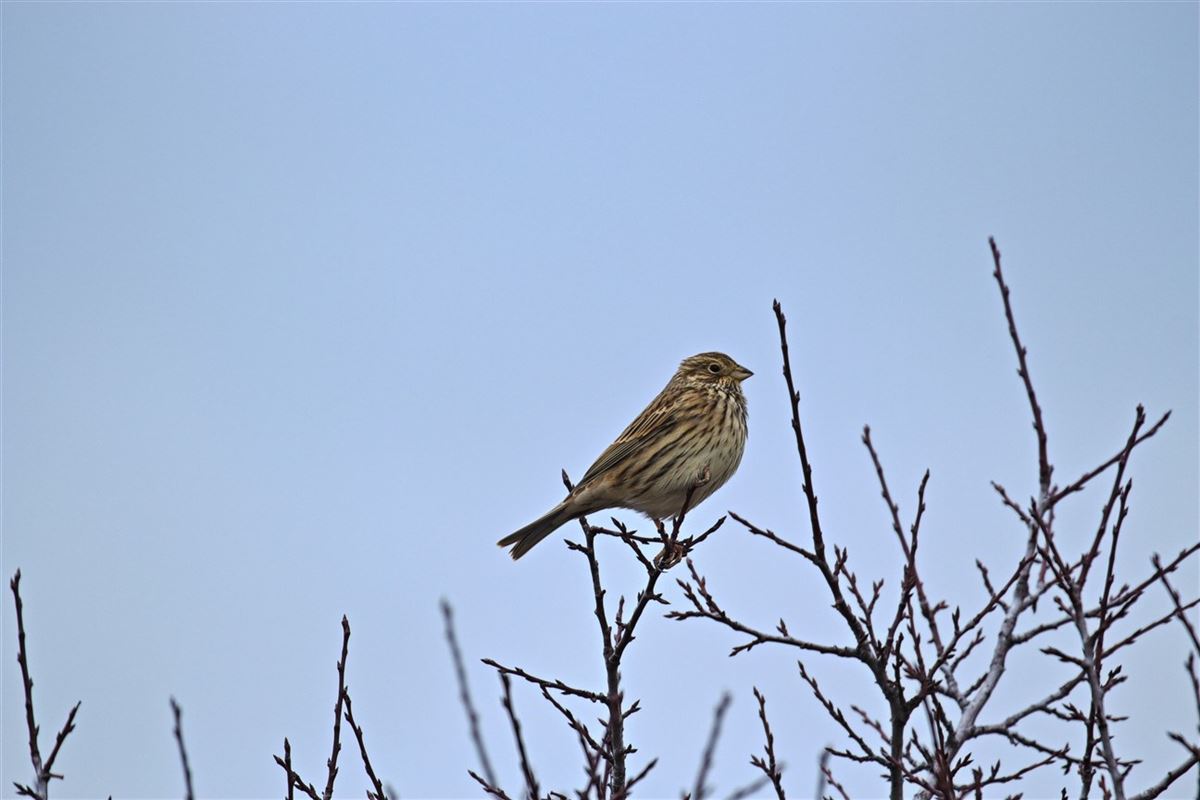 Corn Bunting