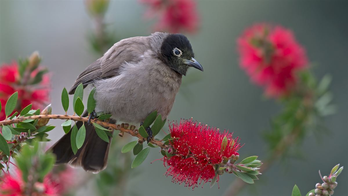 White-spectacled Bulbul
