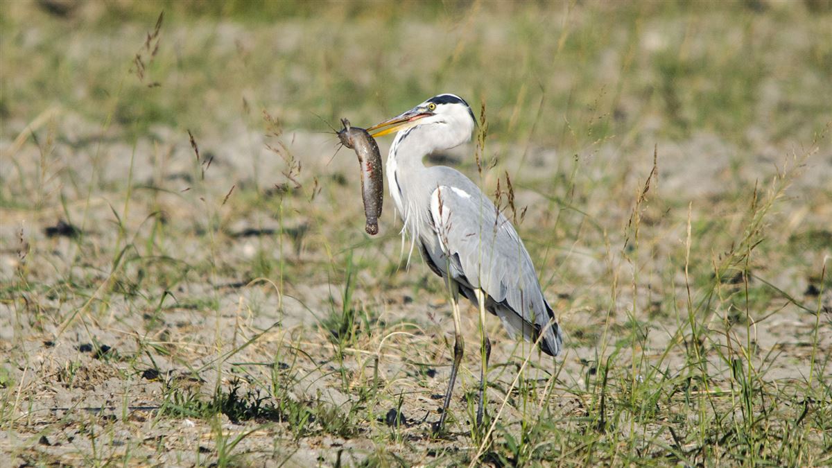 Grey Heron