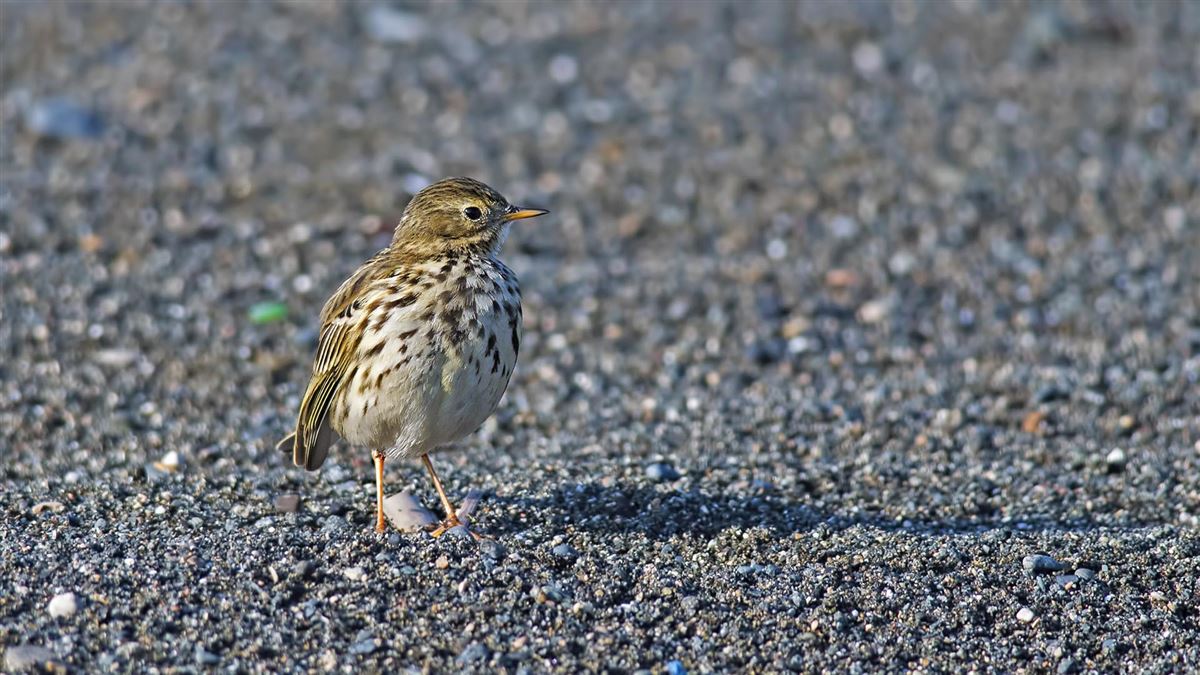 Meadow Pipit