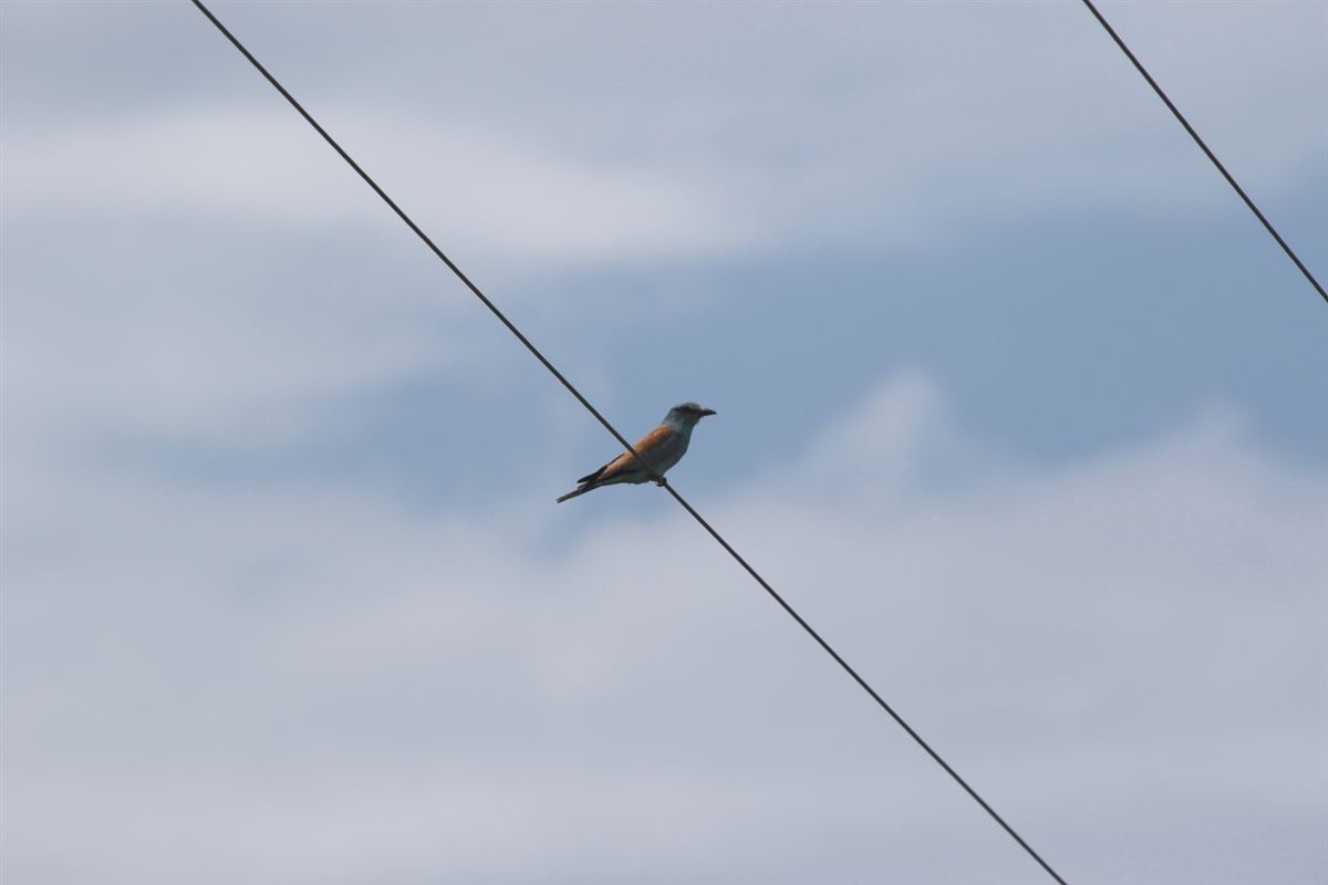 European Roller