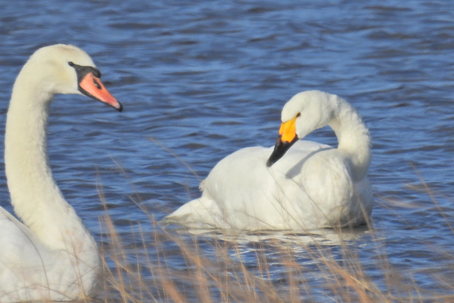 Tundra Swan