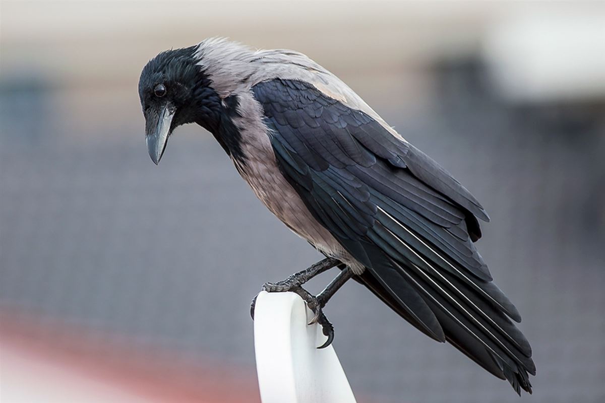 Hooded Crow