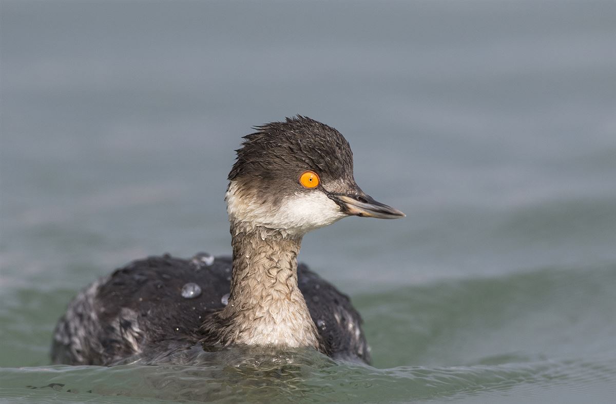 Black-necked Grebe