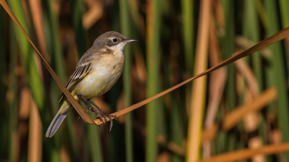 Western Yellow Wagtail