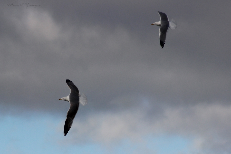 Karasırtlı Martı