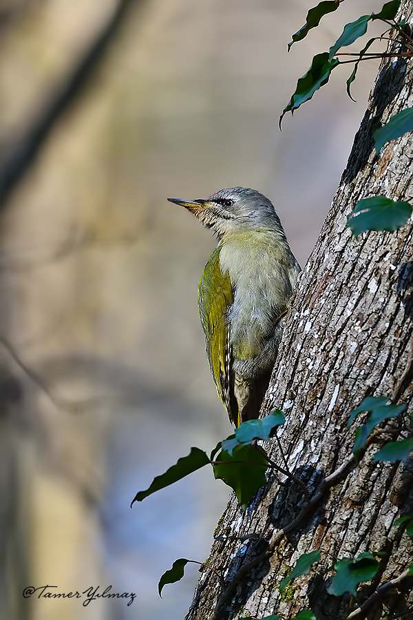 Grey-headed Woodpecker