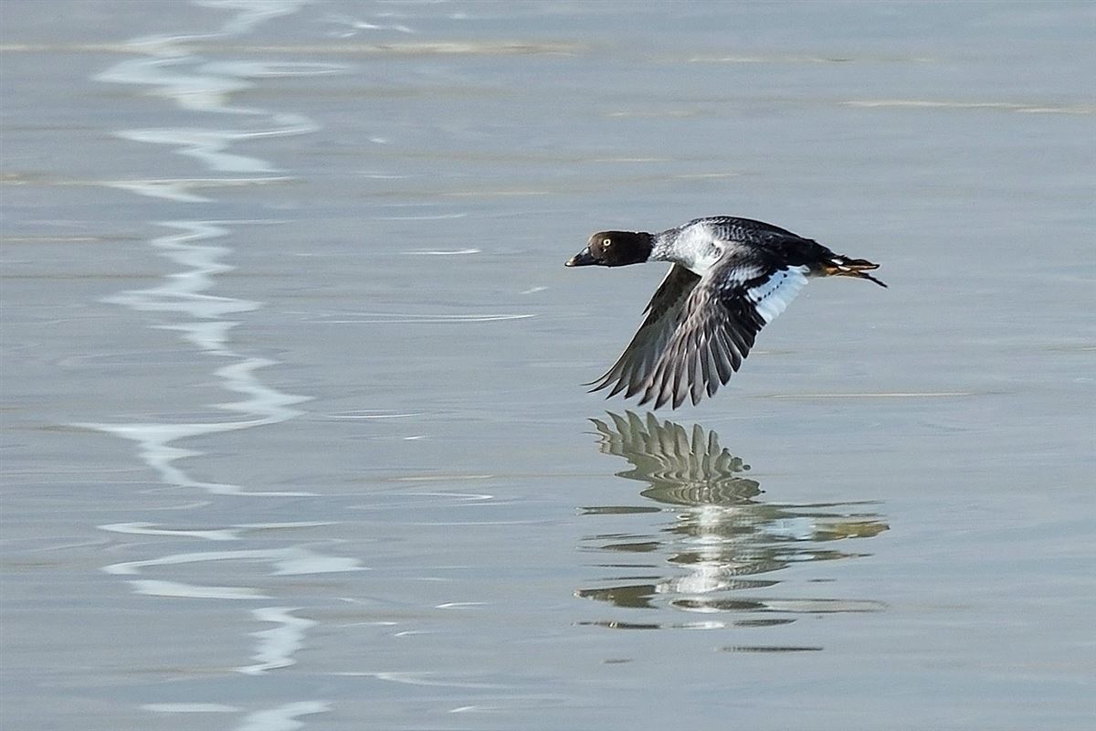 Common Goldeneye