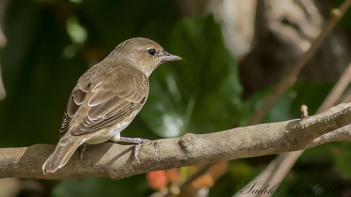 Garden Warbler