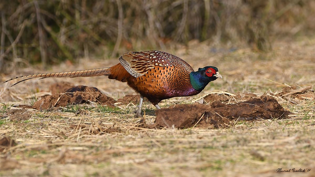 Common Pheasant