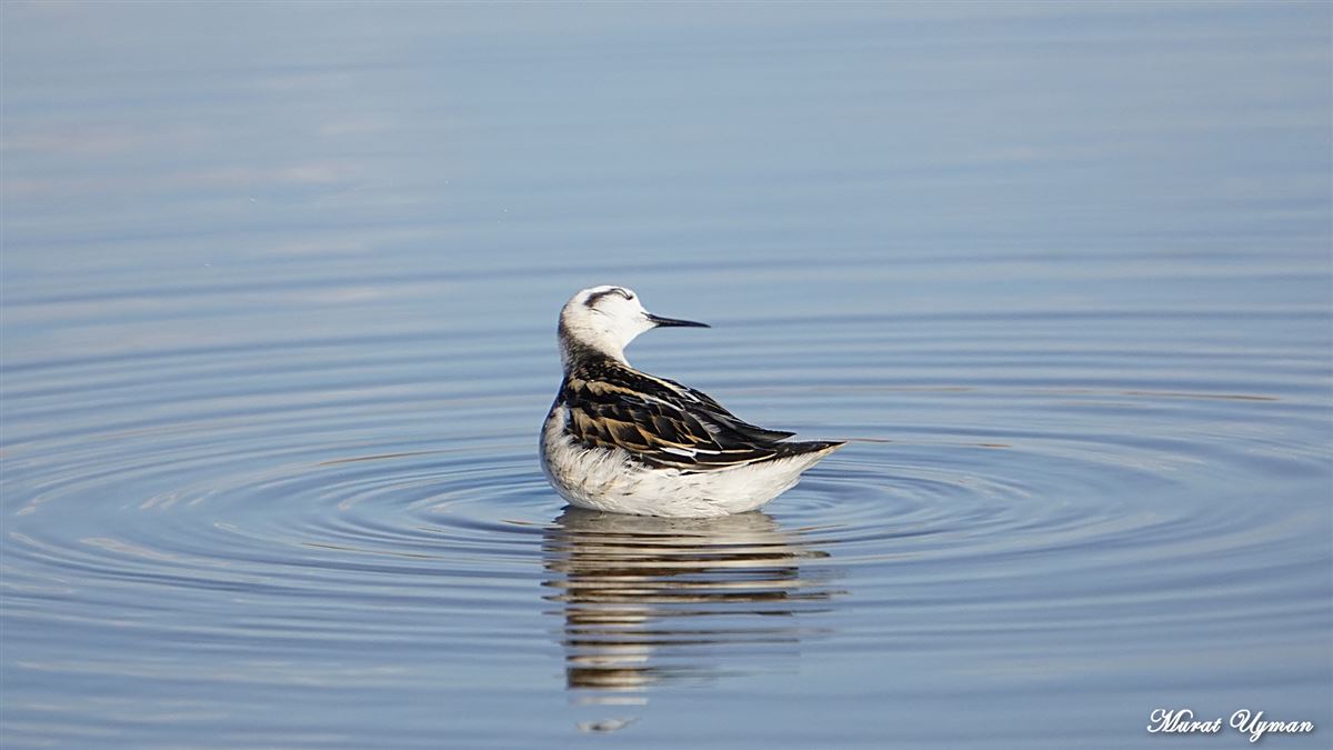 Red-necked Phalarope