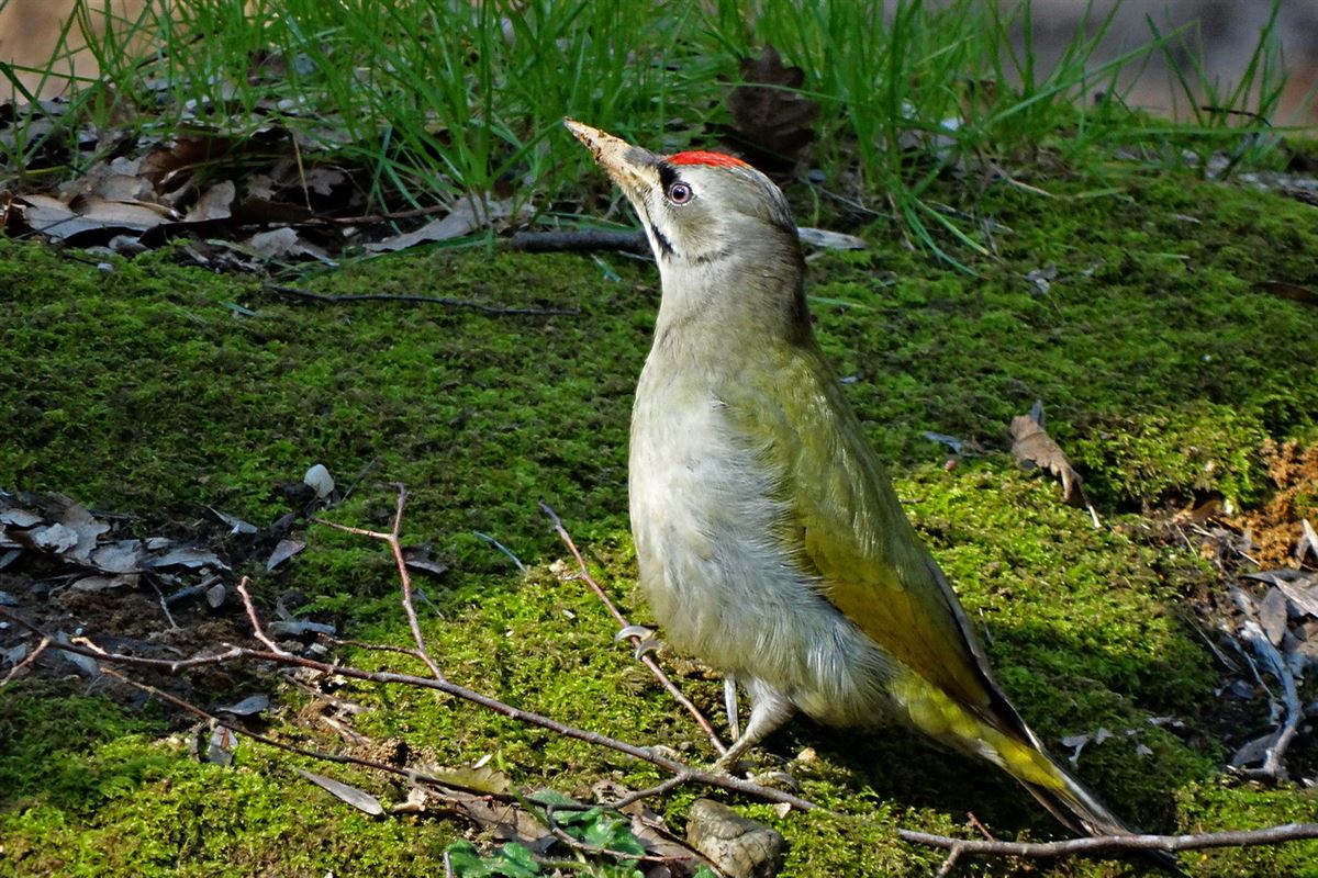 Grey-headed Woodpecker
