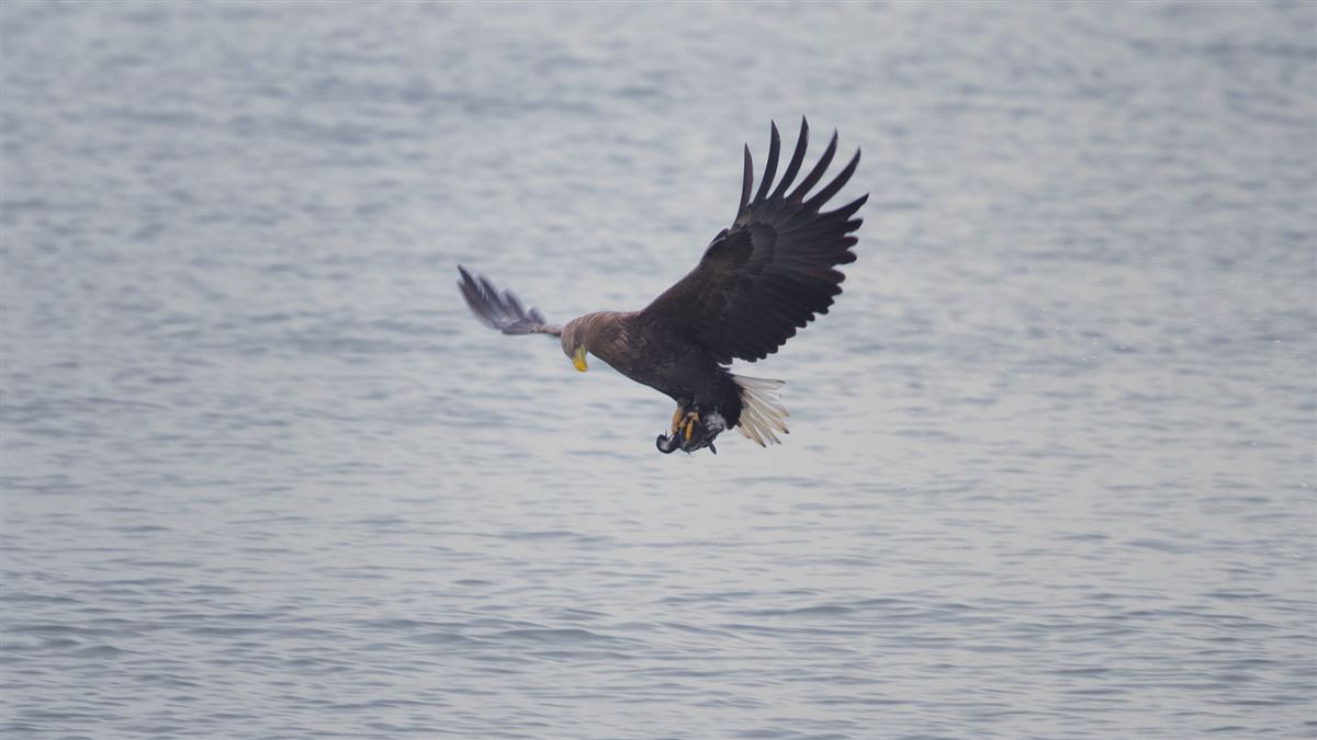 Akkuyruklu Kartal