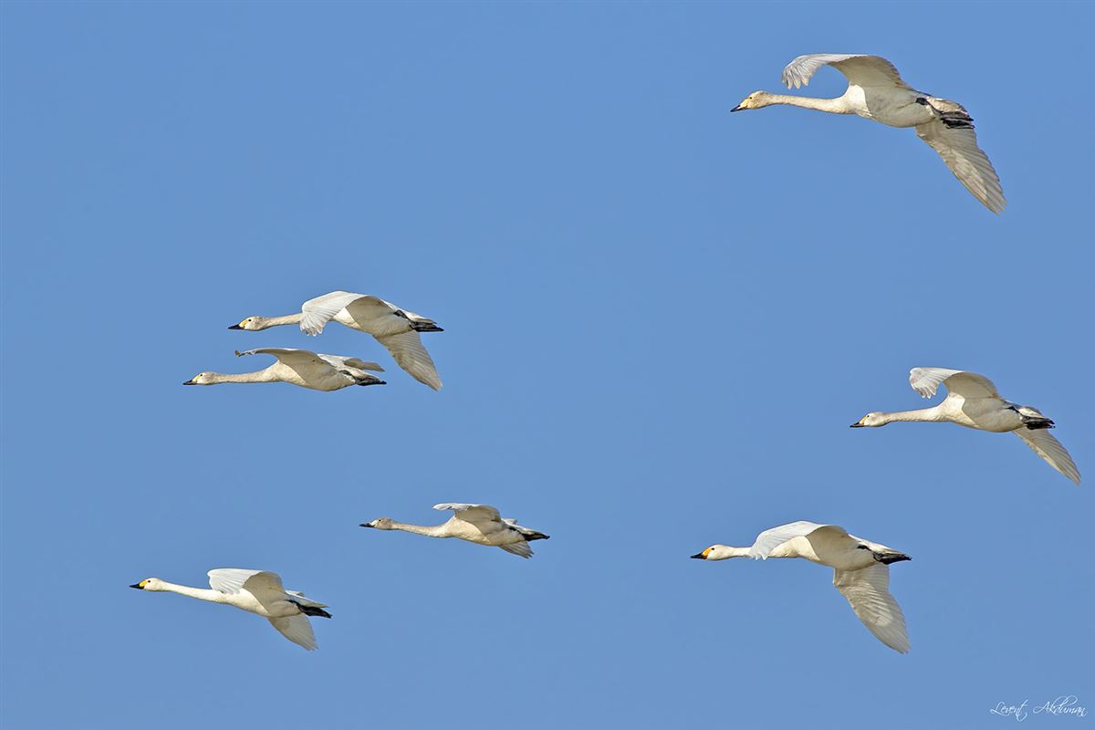Tundra Swan