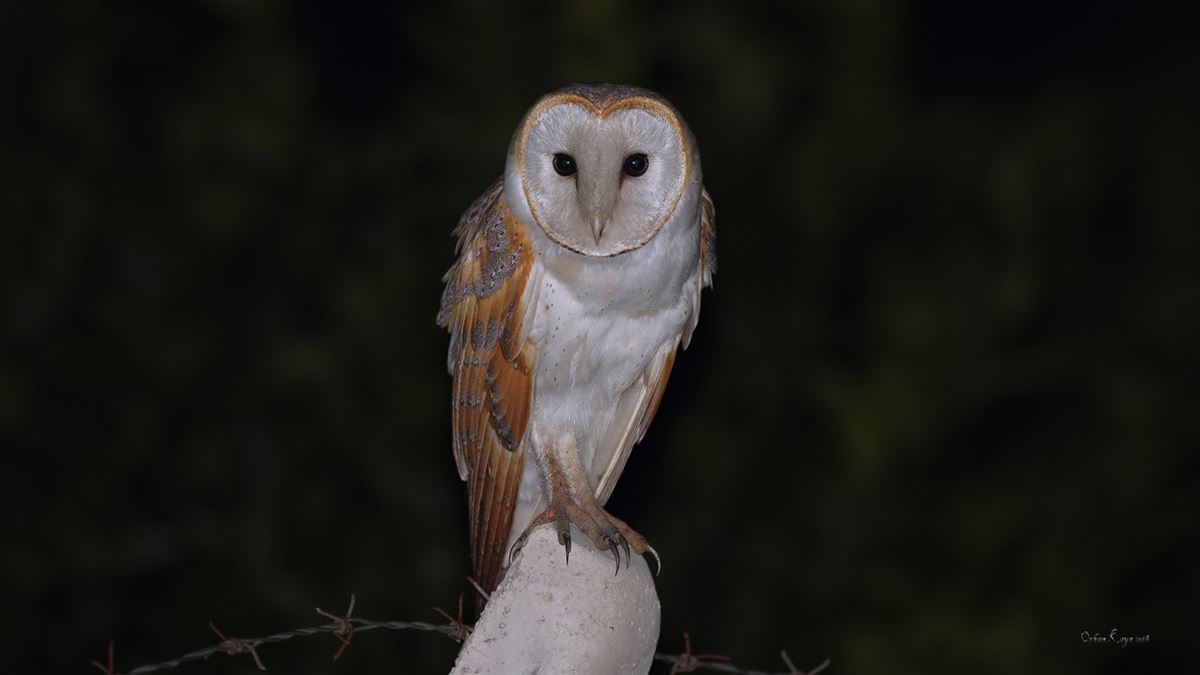 Western Barn Owl