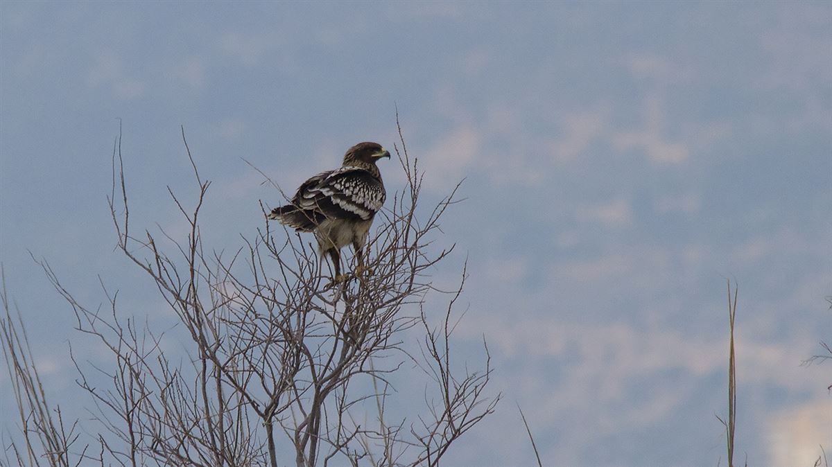 Greater Spotted Eagle