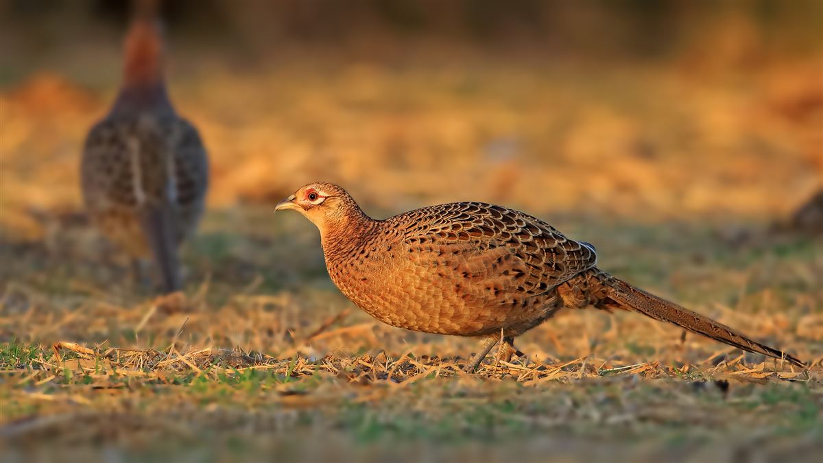 Common Pheasant
