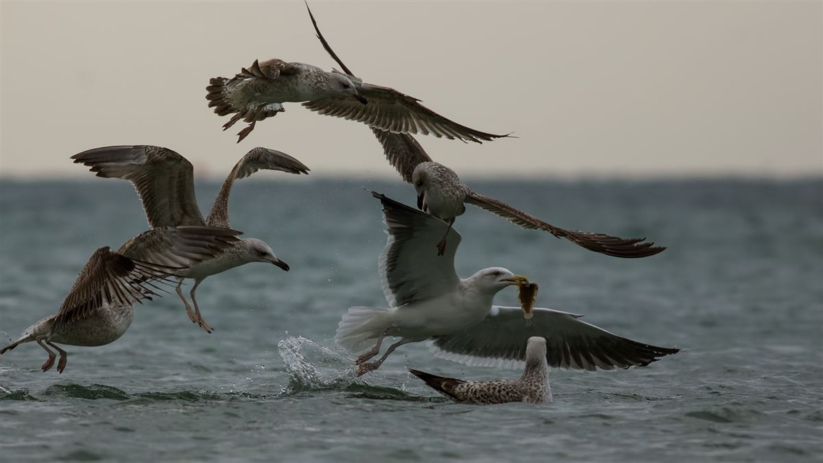 Great Black-backed Gull