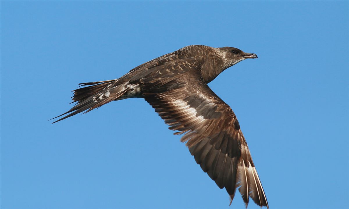 Parasitic Jaeger