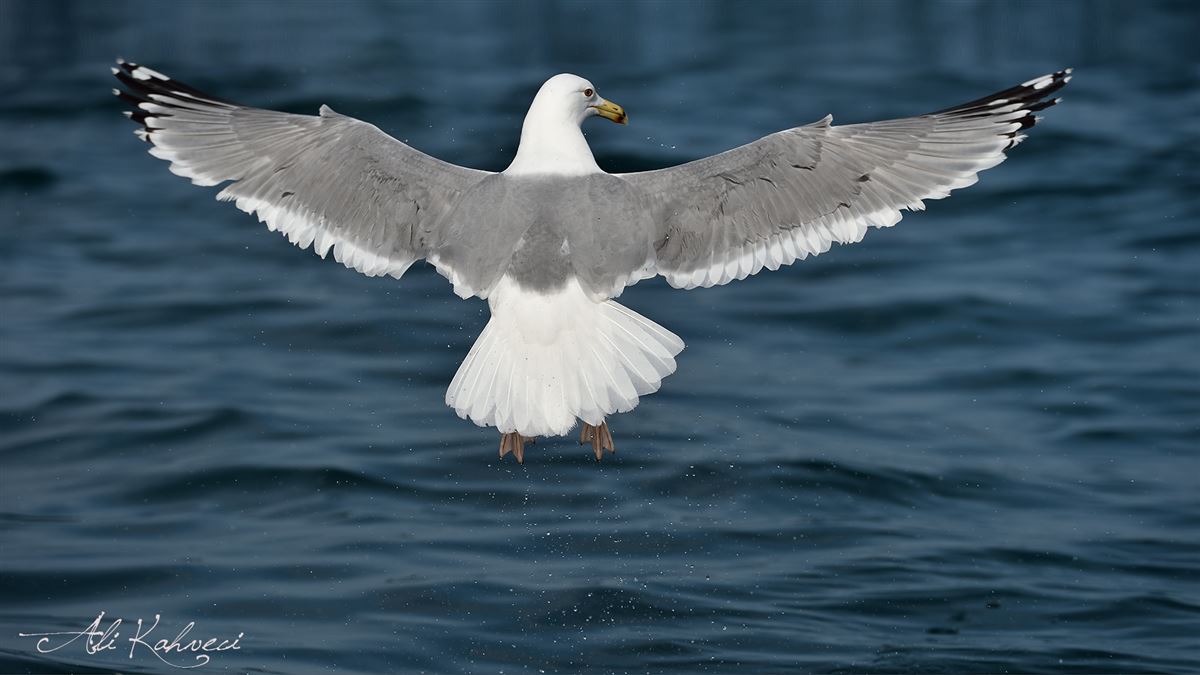 Caspian Gull