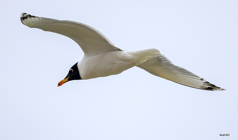 Pallas`s Gull