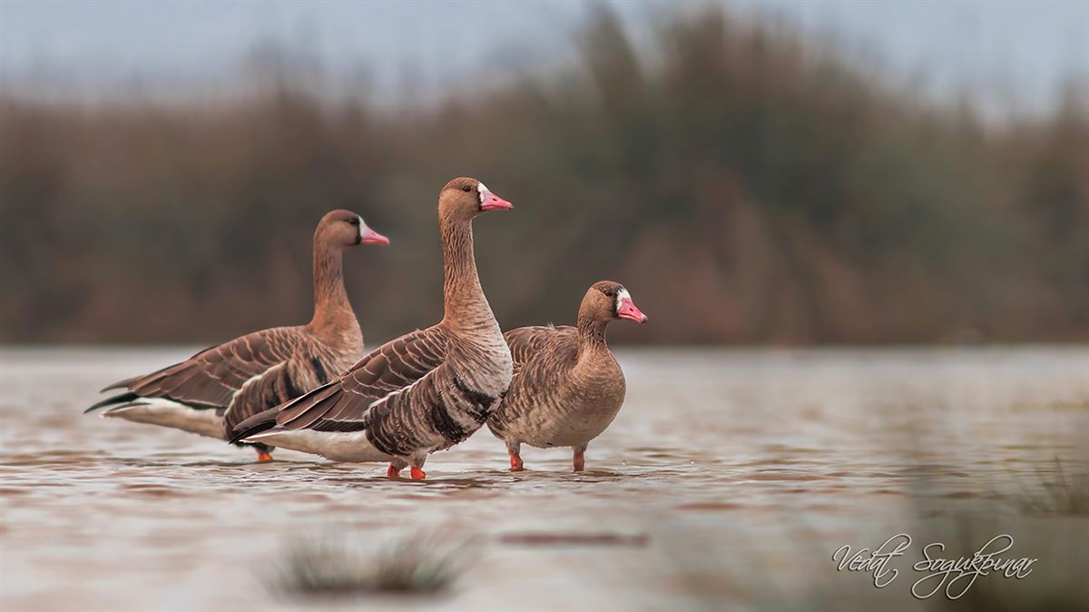 Greater White-fronted Goose