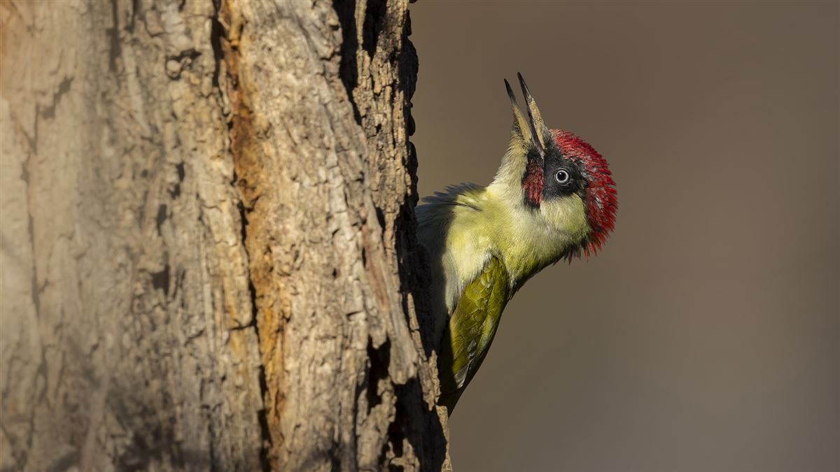 European Green Woodpecker