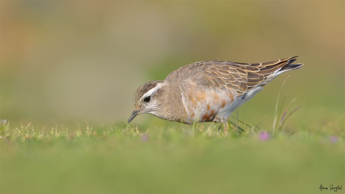 Eurasian Dotterel