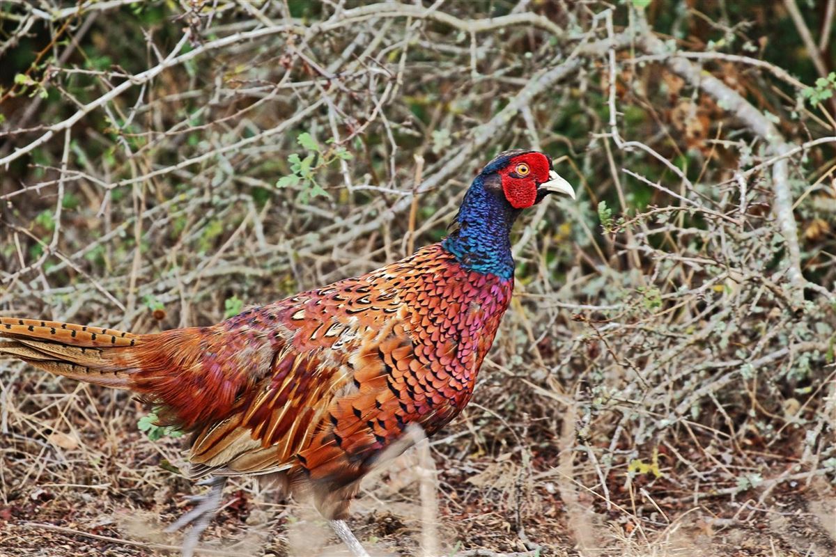 Common Pheasant