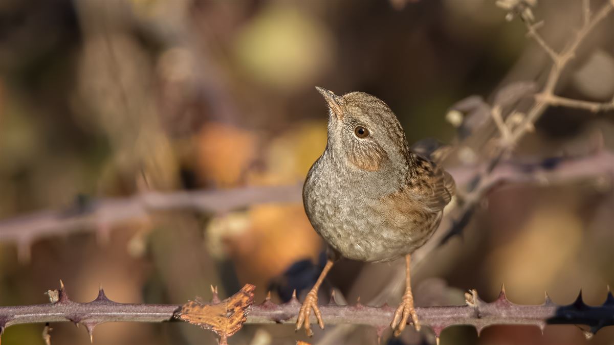 Dunnock