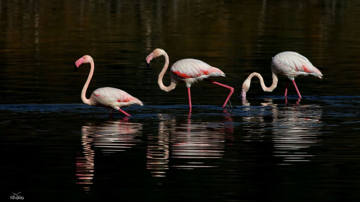 Flamingo