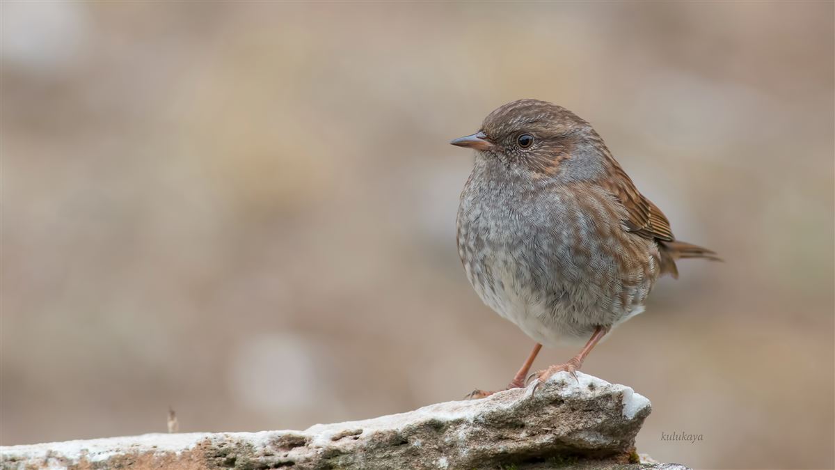 Dunnock