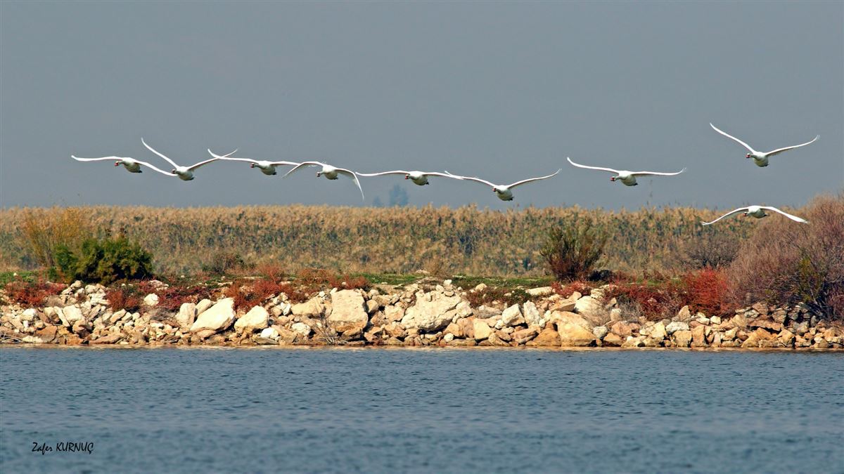 Kuğu