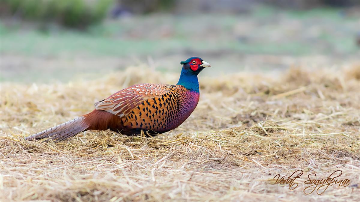 Common Pheasant