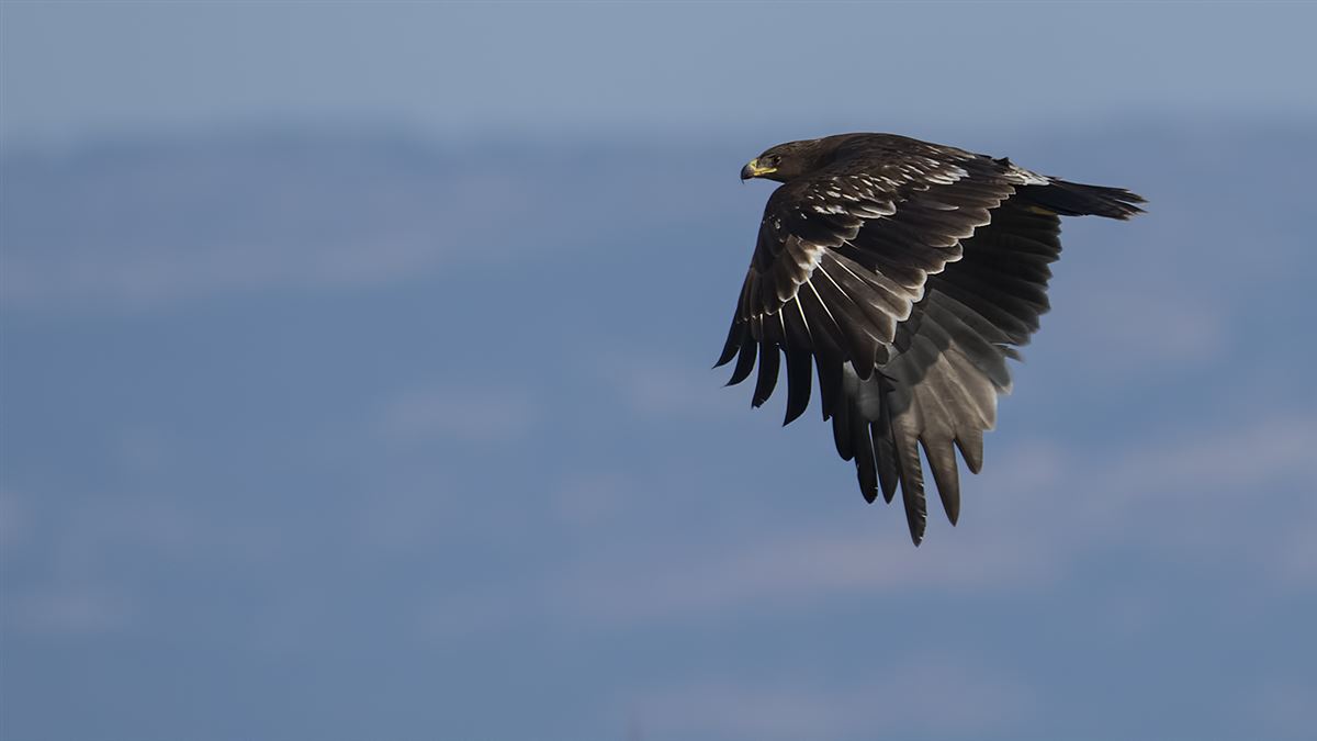 Greater Spotted Eagle
