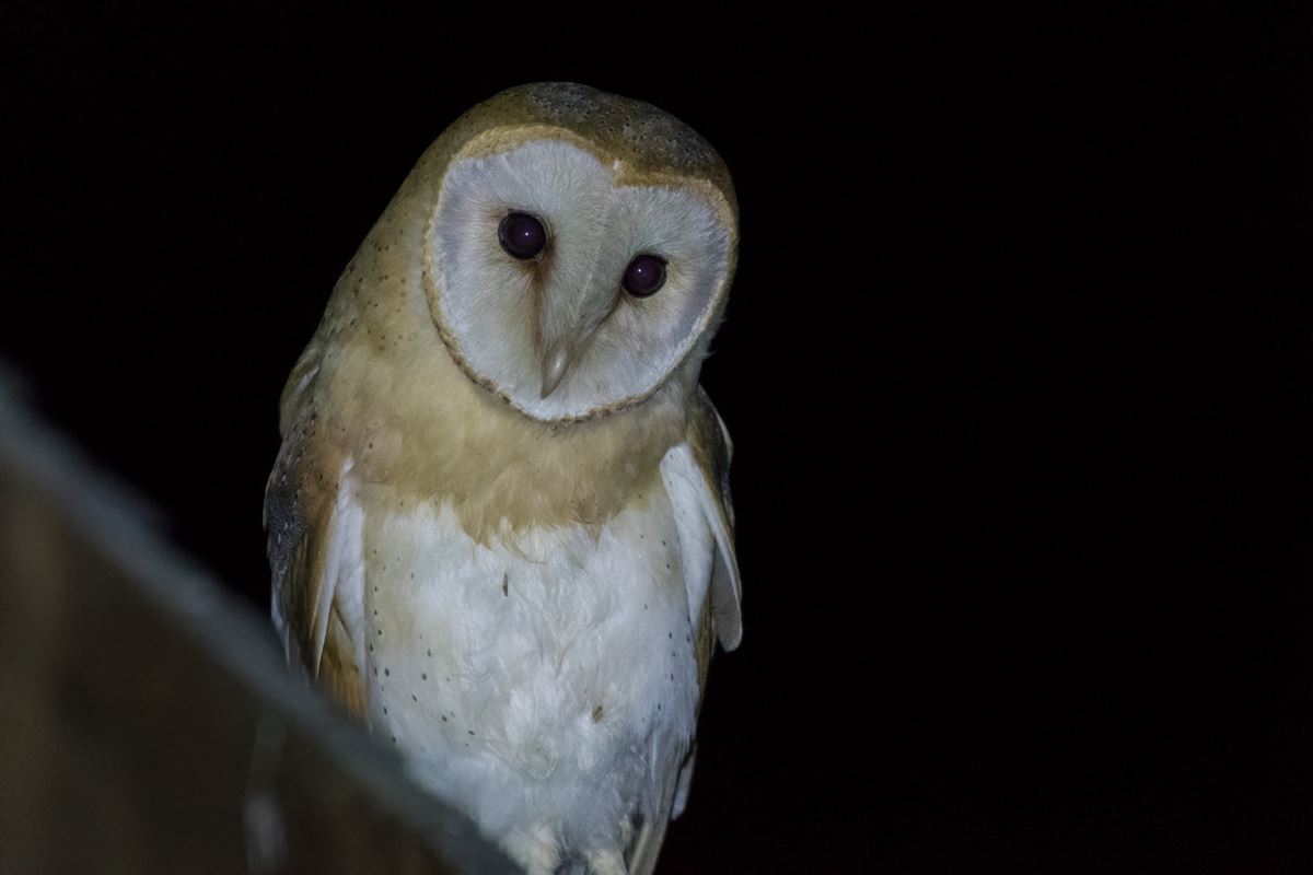 Western Barn Owl