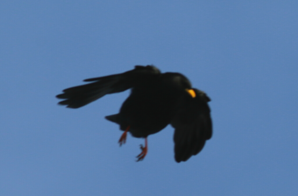 Alpine Chough